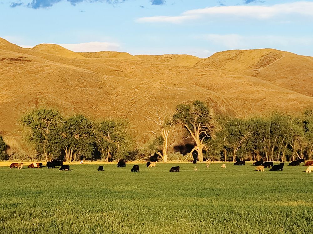Landscape view for Lazy K-6 Ranch
