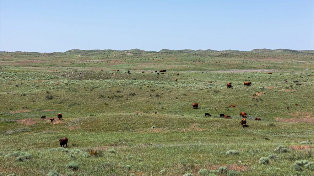 Landscape view for Wilson Ranch