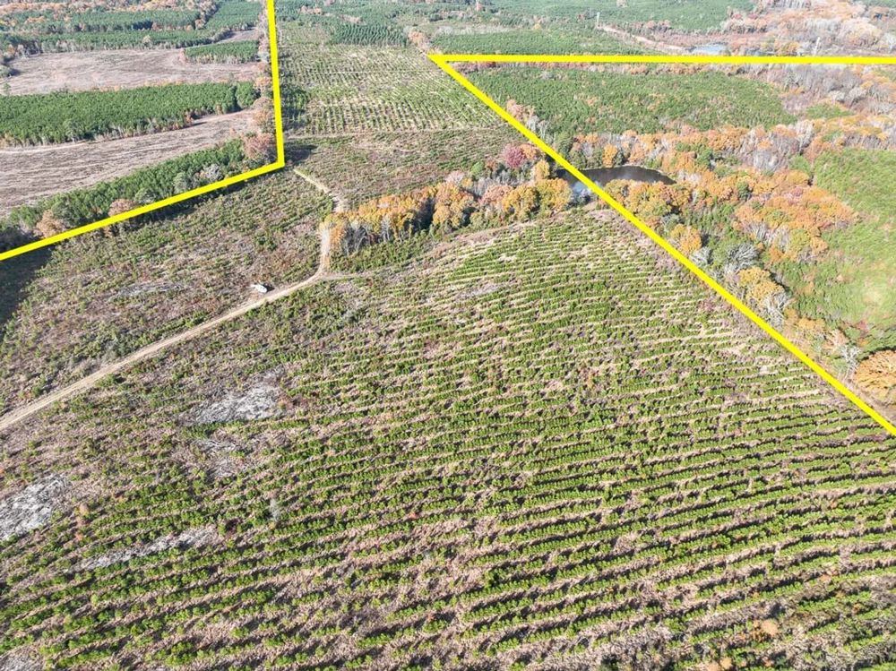 Landscape view for 433 Acres | CR 3201 | Maya 1008