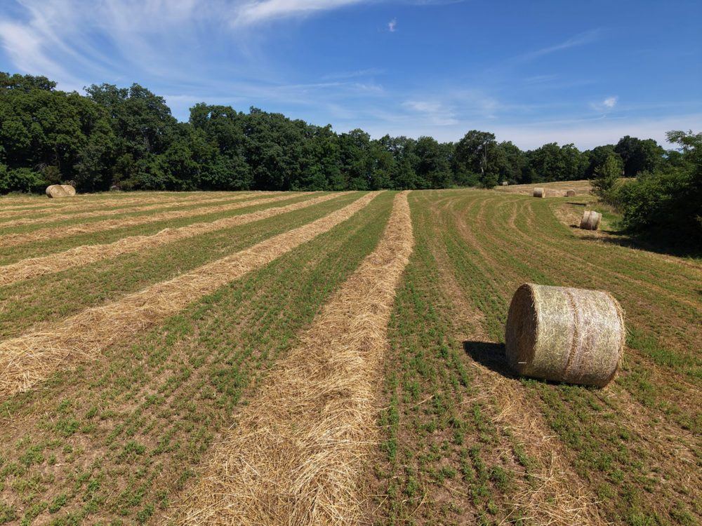 Landscape view for Whitetails and Cypress