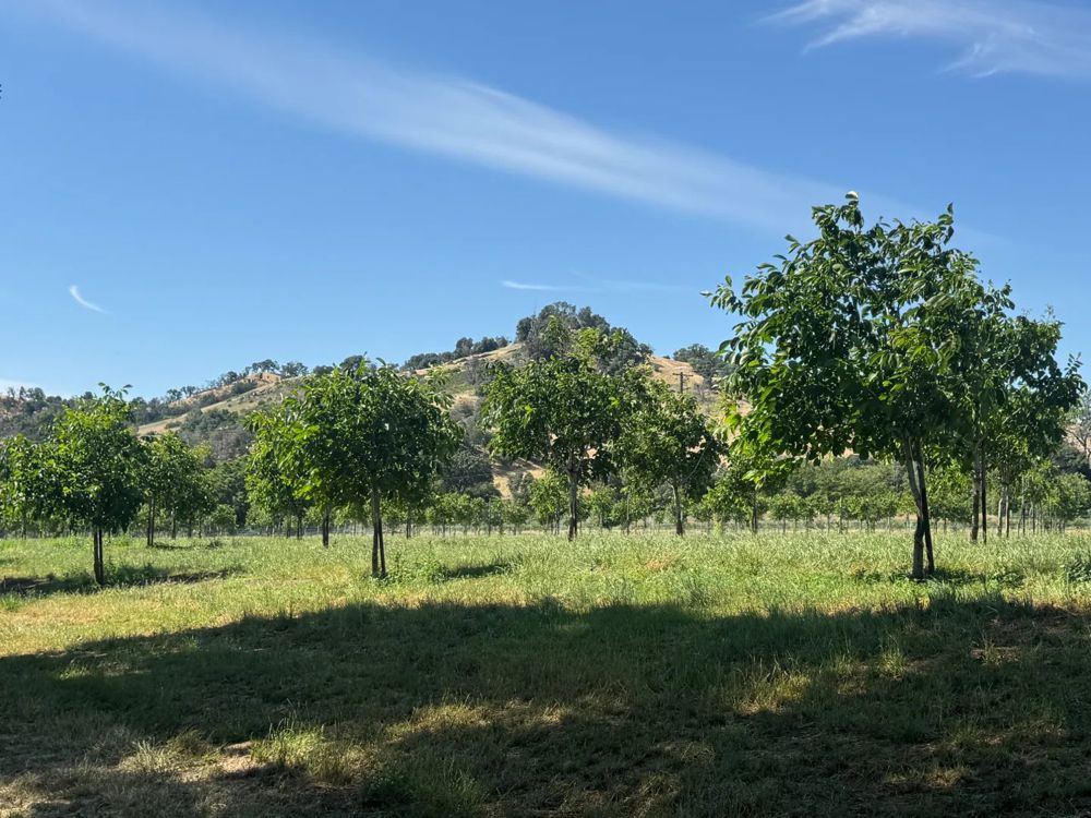 128 Acres of Ranchland in Winters, CA - Putah Cree, view 2