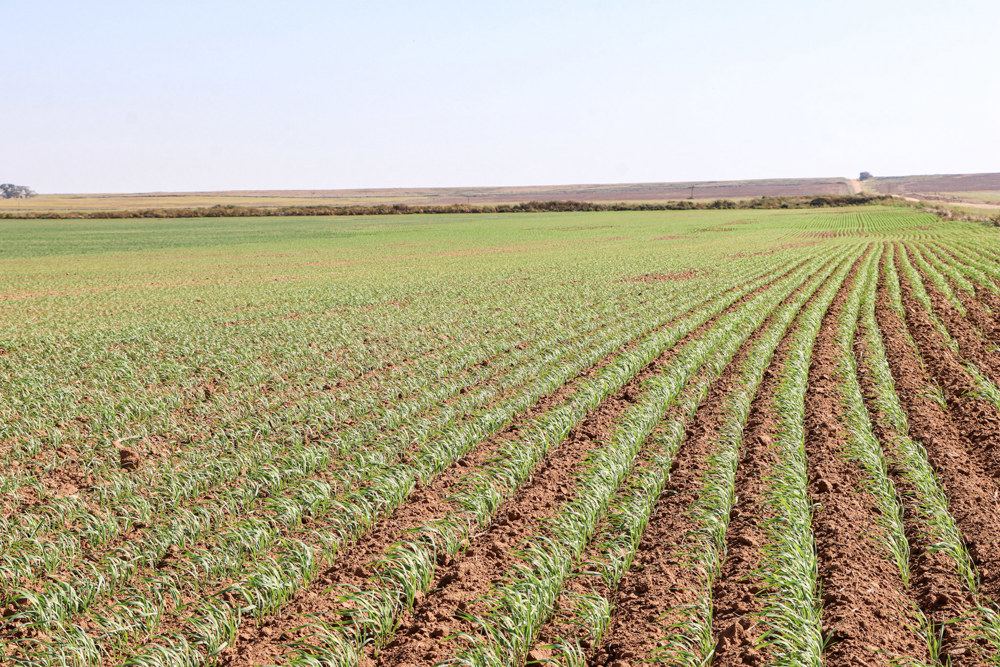 Landscape view for Lone Tree Farms