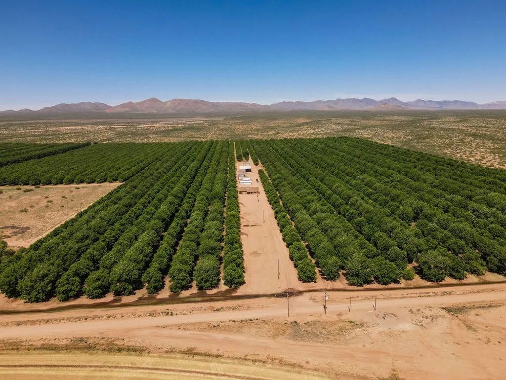 Landscape view for 844-Acre Pecan Farm/Orchard in Cochise County, AZ