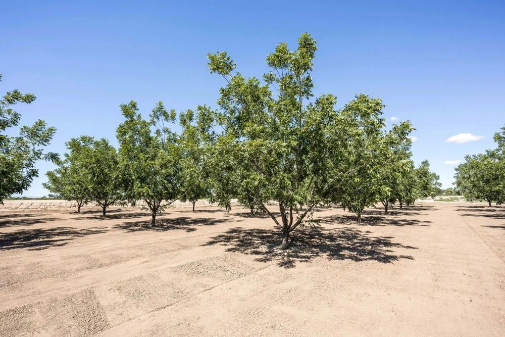 Landscape view for Large Pecan Farm in Dona Ana County, New Mexico fo