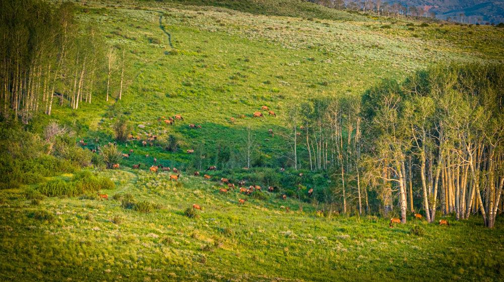 Landscape view for Castle Ridge Ranch