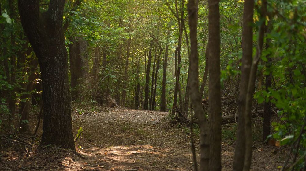 Landscape view for 119 Acres of Hunting, Timber & Recreational La