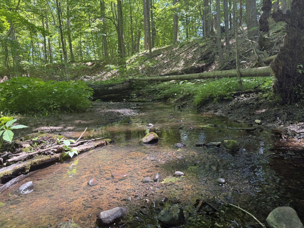 Landscape view for Hagerman Road – Addison Township 60 Acres